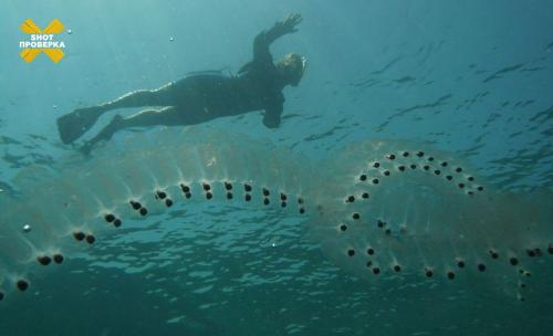 Морские гады в форме ленты 1х5 сантиметров обжигают туристов на Пхукете