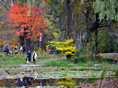 Япония с открытой диафрагмой: осень, листья, пруд