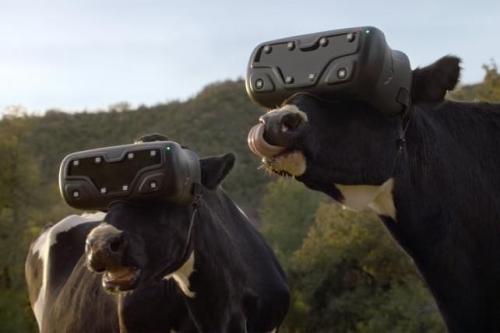 В Подмосковье на коров надели очки виртуальной реальности, чтобы показать поле