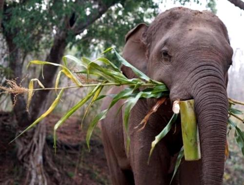 Страна, где любят животных: как власти Таиланда помогают слонам