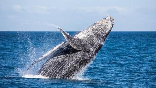 Наблюдение туристов за китами оживляет экономику Тумбеса