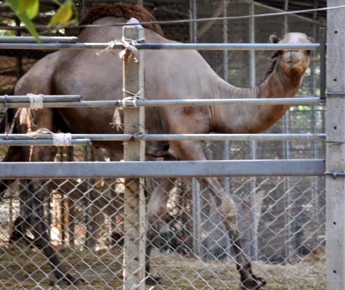В Таиланде закрываются зоопарки: нет иностранных туристов – нечем кормить слонов