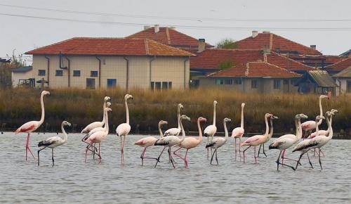 Розовые фламинго выбрали Атанасовское озеро