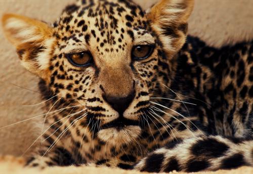 В Аль-Уле впервые показали котенка аравийского леопарда, рождённого в неволе