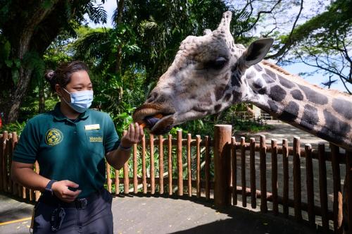 Парки дикой природы Сингапура объединятся под брендом  Mandai Wildlife Reserve