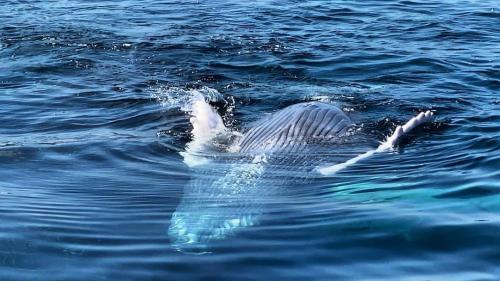 В Доминикане открыт сезон наблюдения за горбатыми китами