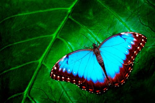В Перу обитает свыше 4 000 видов бабочек
