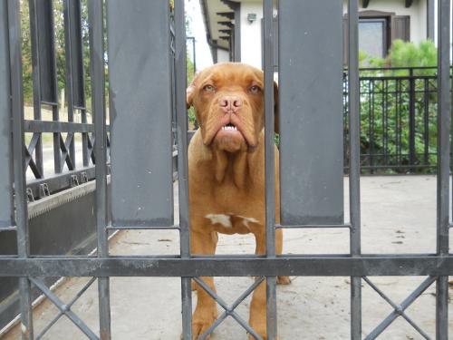 США: собакам из России въезд запрещён!