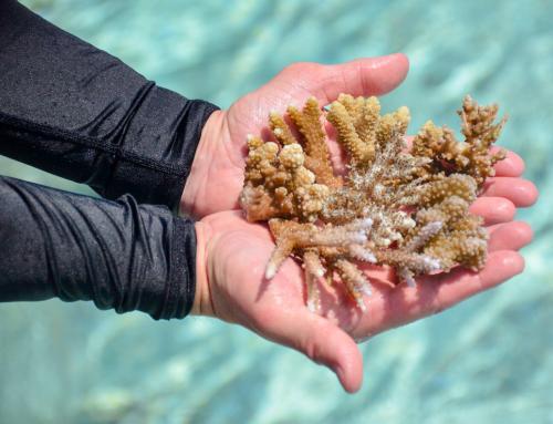 Курорт Sheraton Maldives Full Moon Resort & Spa представляет программу сохранения коралловых рифов