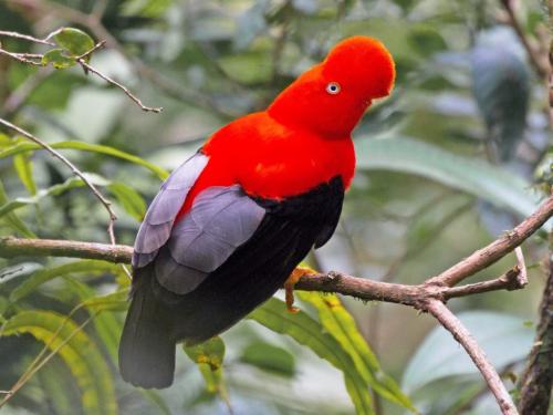 Перу вновь назвали лучшим местом в мире для наблюдения за птицами