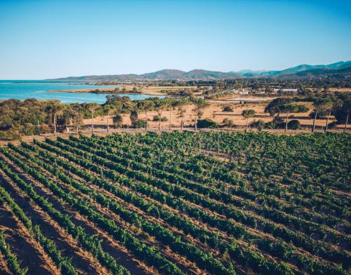 Истории винодельни в Сардинии