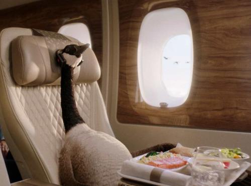 Глобальная рекламная кампания «Эмирейтс»: Fly Better с Gerry the Goose