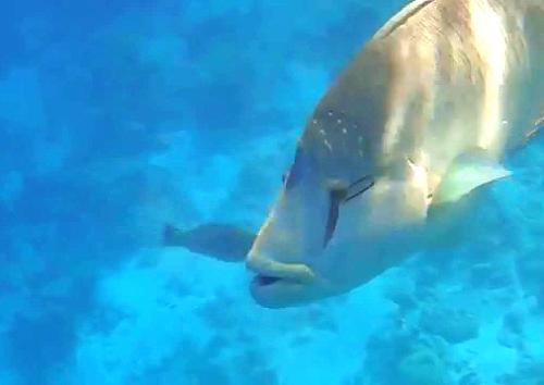 Египетские отельеры запретят туристам кормить акул