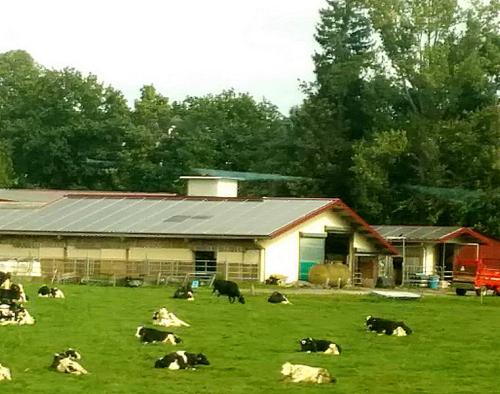 Эко-фермы и ранчо: RUSSPASS сделал обзор мест для отдыха на природе