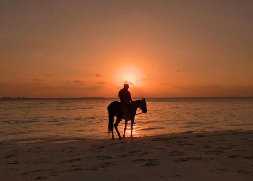 Первое на Мальдивах конное ранчо создали в отеле Siyam World