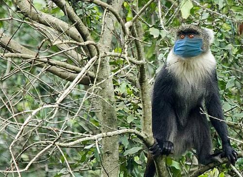 ВОЗ: «Распространение вируса оспы обезьян не обещает ограничений на передвижение, как при ковиде»