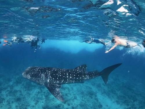 «Остров черепах» приглашает поплавать и с китовыми акулами