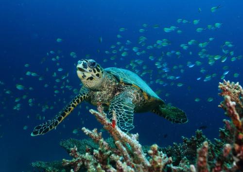 Mirihi Island Resort: один из лучших рифов на Мальдивах  