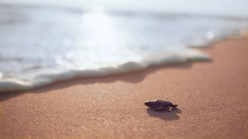 Узнайте, какой поразительный путь проходят черепахи каретта-каретта на побережье Турции