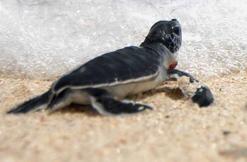 На Кипре защитят морских черепах от приморских туристов