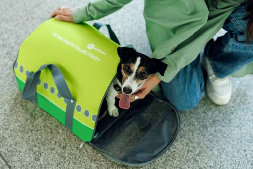 Услугой перевозки животных на соседнем кресле S7 Airlines воспользовались более 30 000 пассажиров 