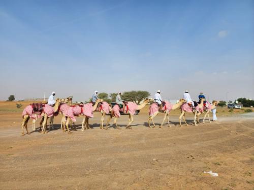 Экспедиция на верблюдах «Через семь Эмиратов» достигла середины пути
