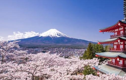 В погоне за цветущей вишней: сезон сакуры скоро откроется в Японии