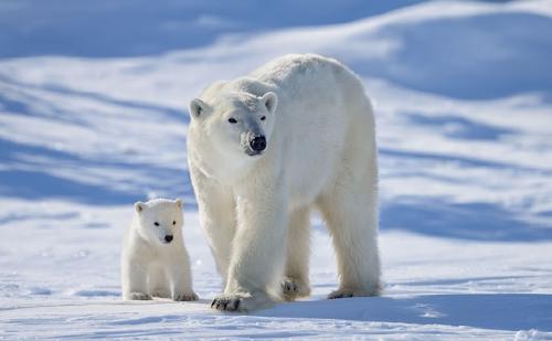 25% пищи арктических белых медведей составляет пластик