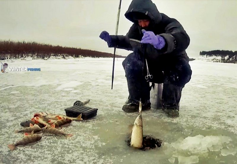Видео ловли рыбы зимой. Зимняя рыбалка. Подледная рыбалка. Рыбак зимой. Зимняя рыбалка на реке.