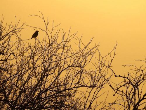 images/2022/Oct2022/01/Birdwaching_at_Beshbarmag_2022_25.jpeg