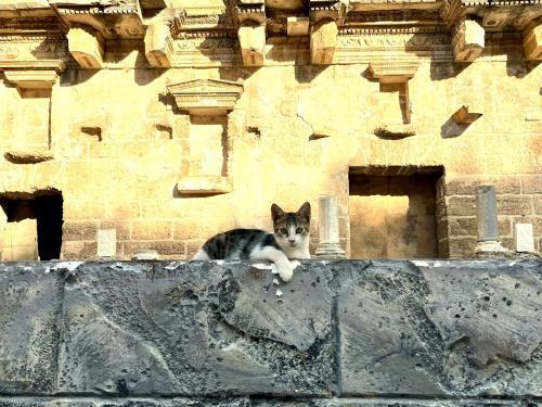 images/2026/08Aug/07/Cats_of_Antalya_Aspendos_Ancient_City_and_Theatre_1.jpeg