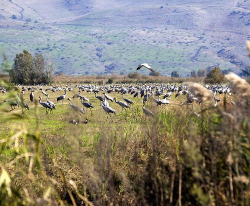 images/2020/May2020/08/CRANES_RESTING_IN_THE_HULA_VALLEY_NATIONAL_PARK_IMG_8680__ITAMAR_GRINBERG__IMOT.jpg