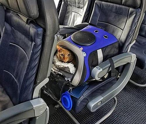 images/2021/Aug2021/18/jackson_galaxy_travel_cat_backpack_on_airplane.jpg