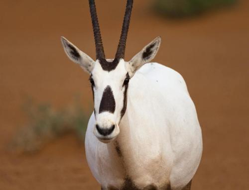 images/2021/March2021/04/arabianoryx-135-2.jpg