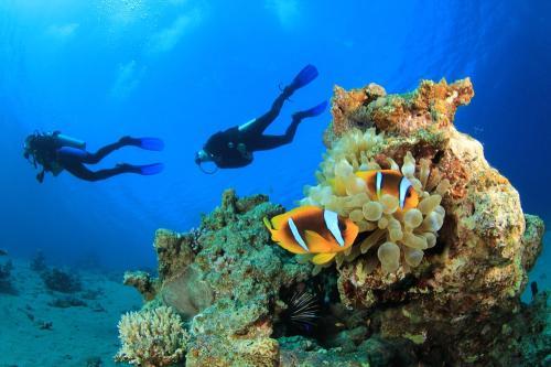 images/2021/may2021/28/scuba_diving_in_Sharm_el_Sheikh.jpg