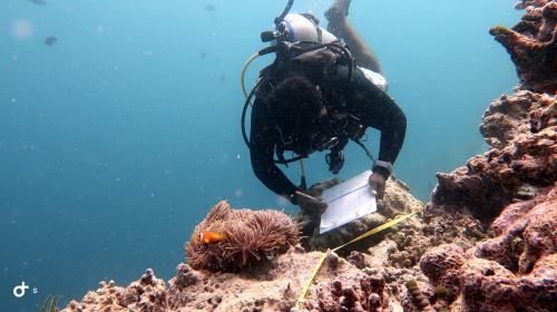images/2023/August2023/28/Reef-Monitoring-1.jpg