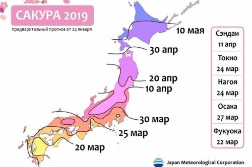 Поспешите: сакура в этом году зацветет в Японии примерно через месяц
