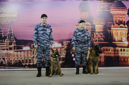 В Москве прошло праздничное шоу собак-чемпионов