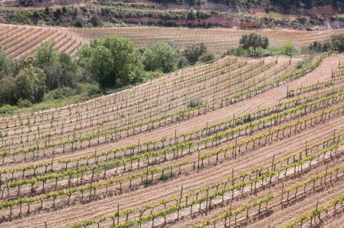Испанское вино: история любителей приключений, мечтателей и поэтов